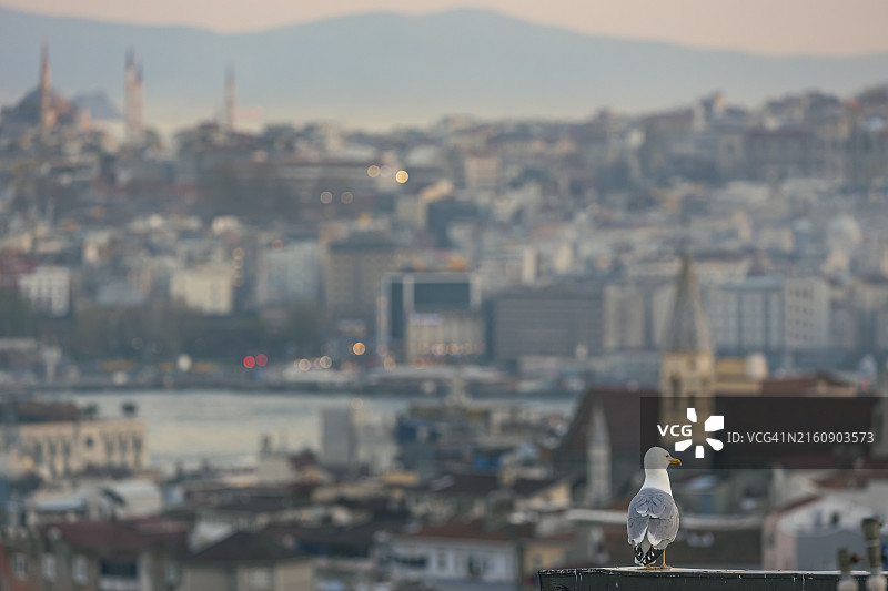 土耳其伊斯坦布尔城市建筑高角度景观图片素材