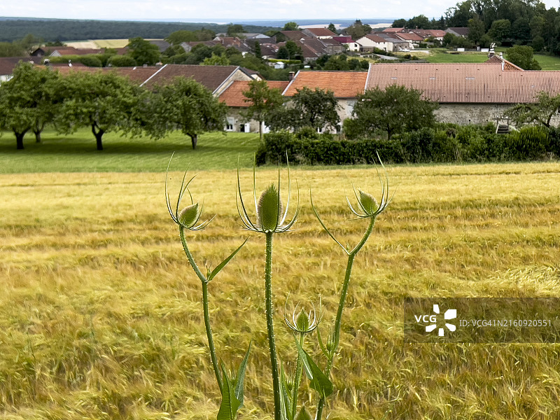 小麦田前的续断图片素材