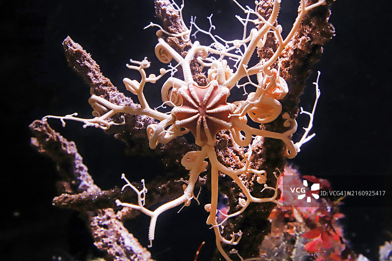 海星篮子，俄勒冈州图片素材