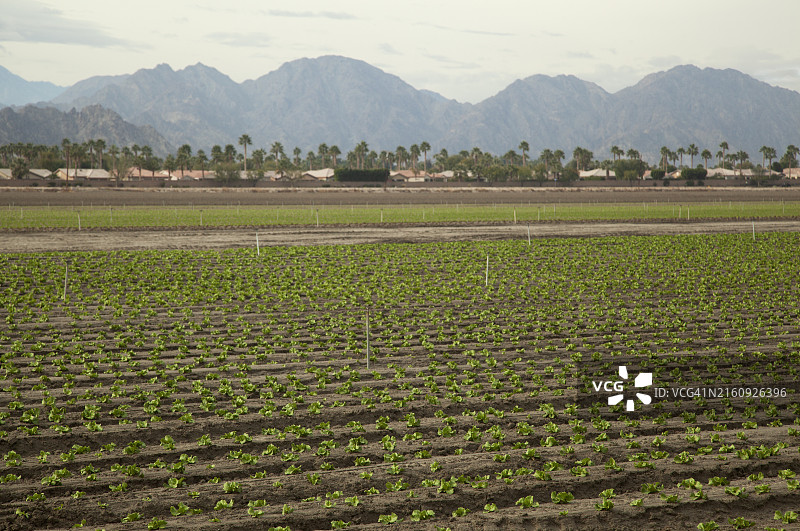 倾斜的生菜幼苗行，背景是郊区屋顶、棕榈树和山脉图片素材
