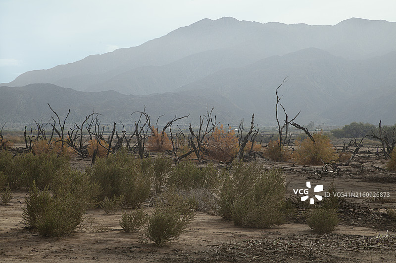 前景是绿色灌木，背景是朦胧山脉的一排烧焦的树木图片素材