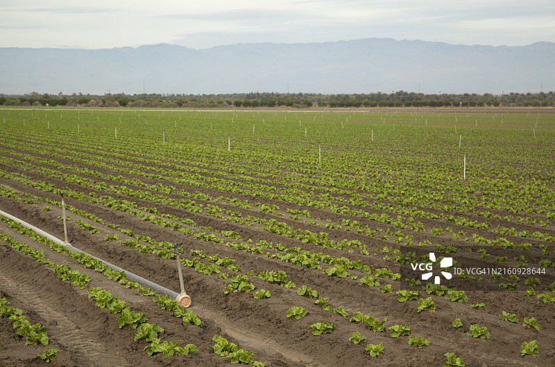 倾斜排列的生菜幼苗，背景是山脉图片素材