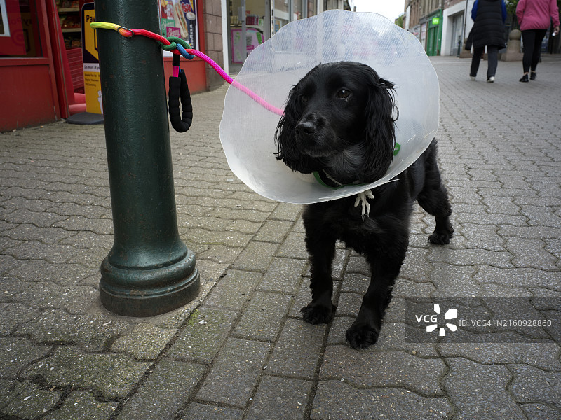 在阿布罗斯市中心街道上戴着宠物项圈的狗图片素材