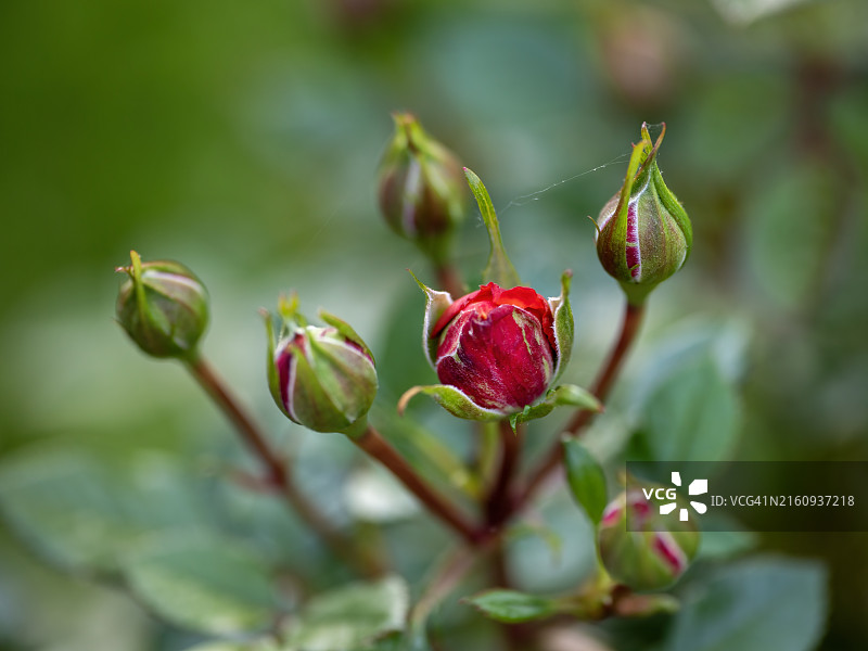 玫瑰花蕾簇图片素材
