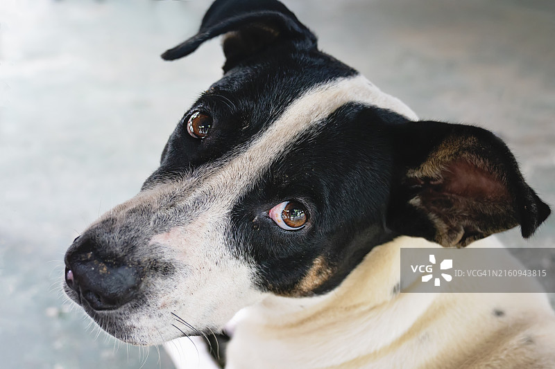 看着镜头的可爱流浪狗图片素材