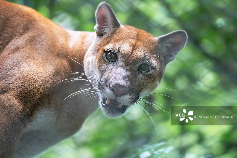 哥斯达黎加美洲狮特写图片素材