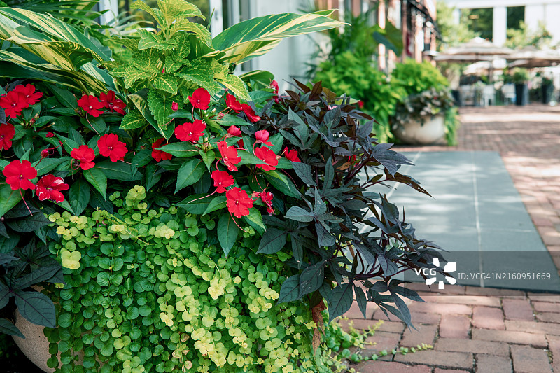 花盆中茂盛的红色新几内亚凤仙花图片素材