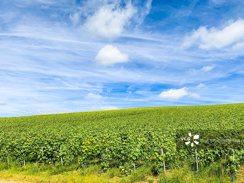 法国山地农场的葡萄园和葡萄图片素材