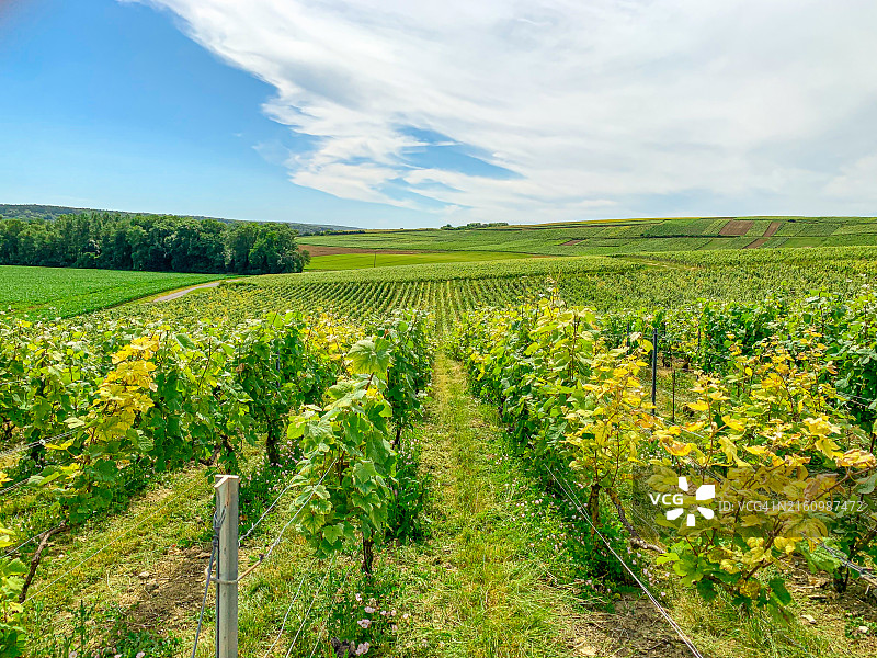 法国山地农场的葡萄园和葡萄图片素材
