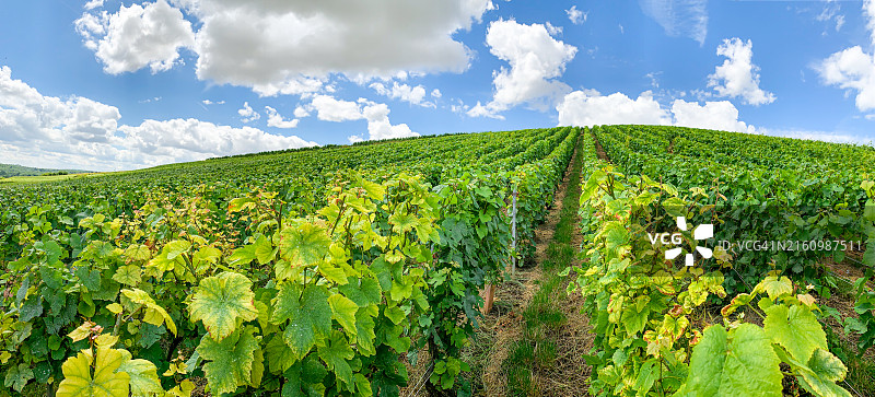法国山地农场的葡萄园和葡萄图片素材