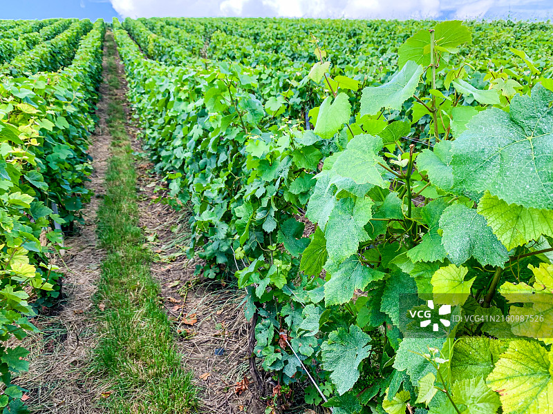 法国山地农场的葡萄园和葡萄图片素材