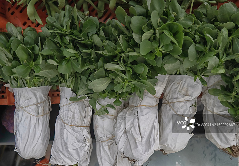 市场上出售的马齿苋俯视图图片素材