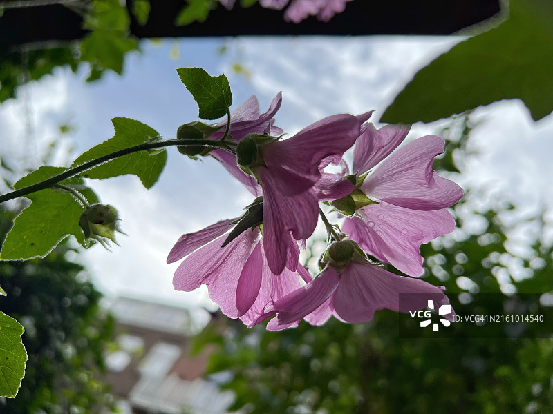 необычный 木槿花景观图片素材