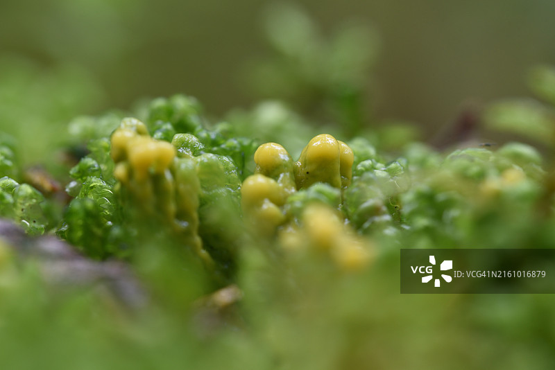 苔藓上的黄色蘑菇图片素材