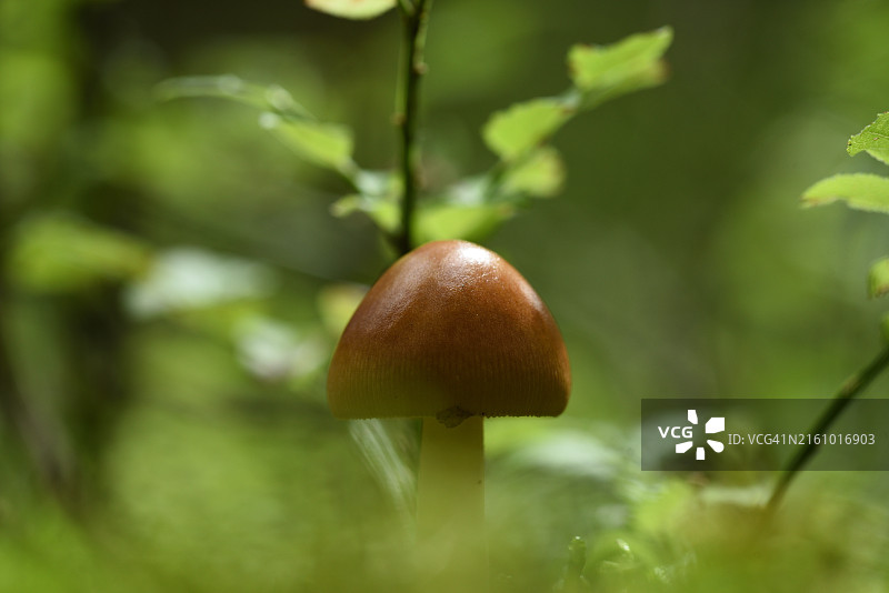 苔藓中的棕色蘑菇图片素材