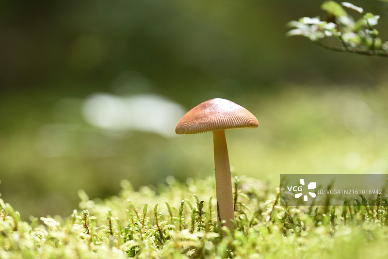 苔藓中的棕色蘑菇图片素材