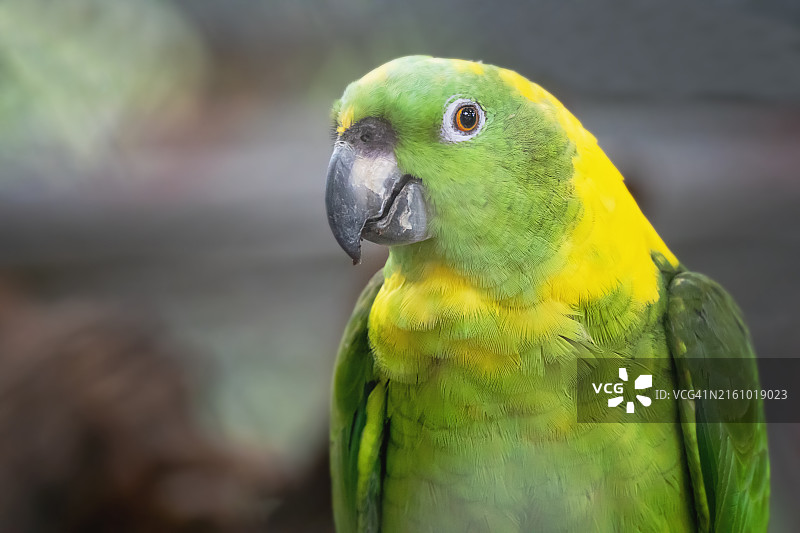 黄颈亚马逊鹦鹉特写，带文案空间图片素材