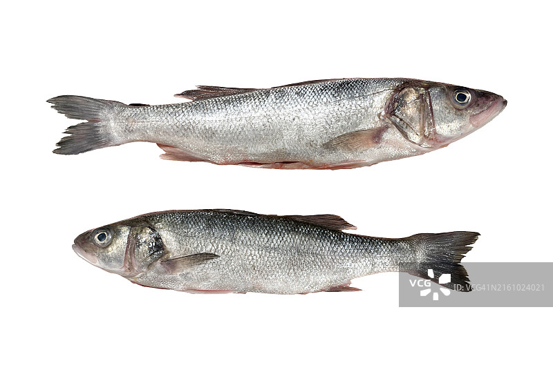 两条海鲈鱼在白色背景上图片素材