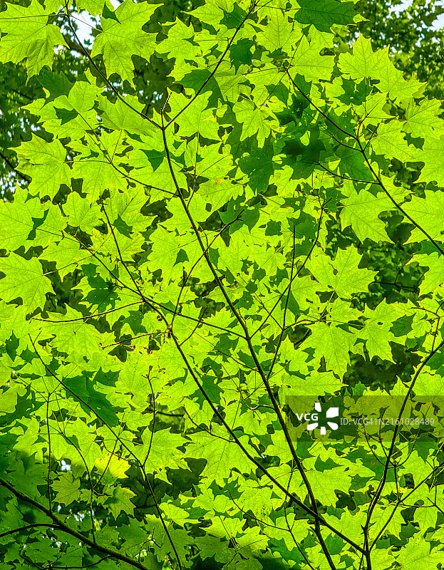 Williamstown树枝上枫叶的绿色阴影图片素材