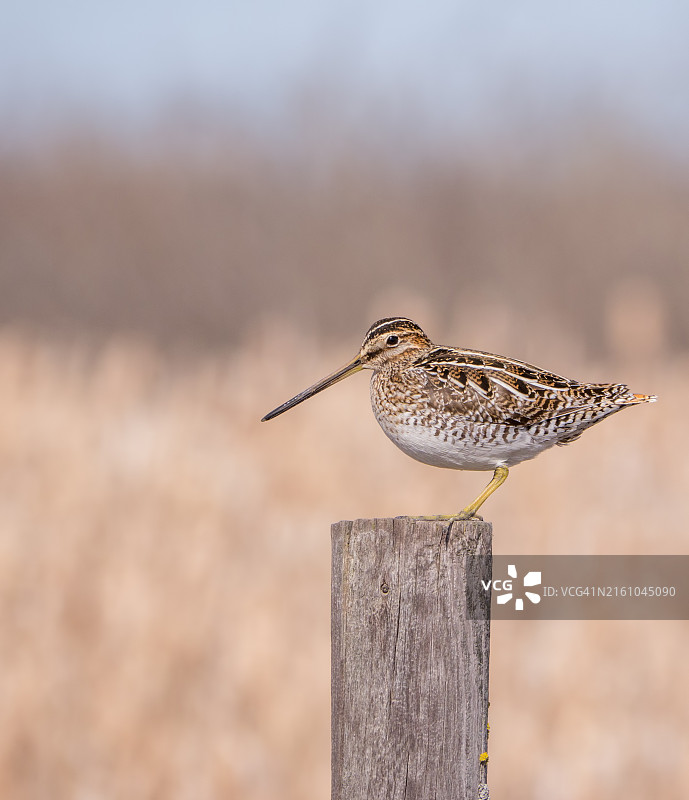 威尔逊鹬栖息在篱笆柱上图片素材