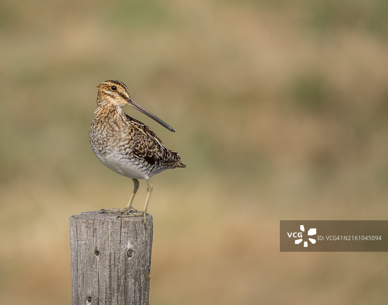 加拿大草原上的威尔逊鹬图片素材