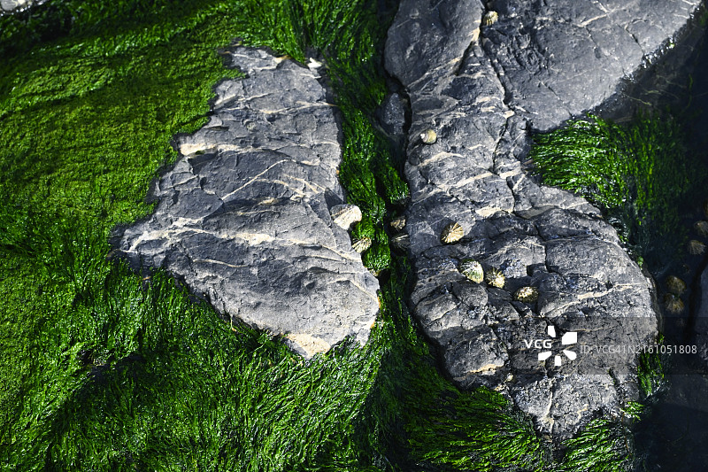 海边的藻类和石头图片素材