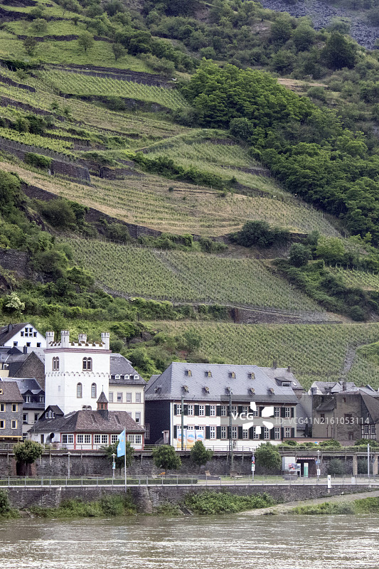 考布村庄后方陡坡葡萄园图片素材