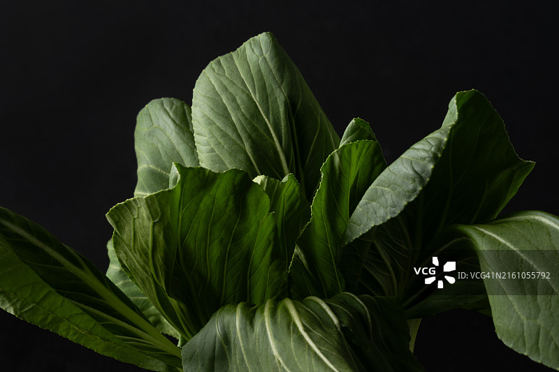 黑色背景上的白菜叶图片素材