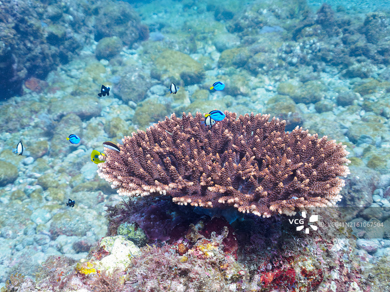 美丽的桌面珊瑚和可爱的幼鱼群图片素材