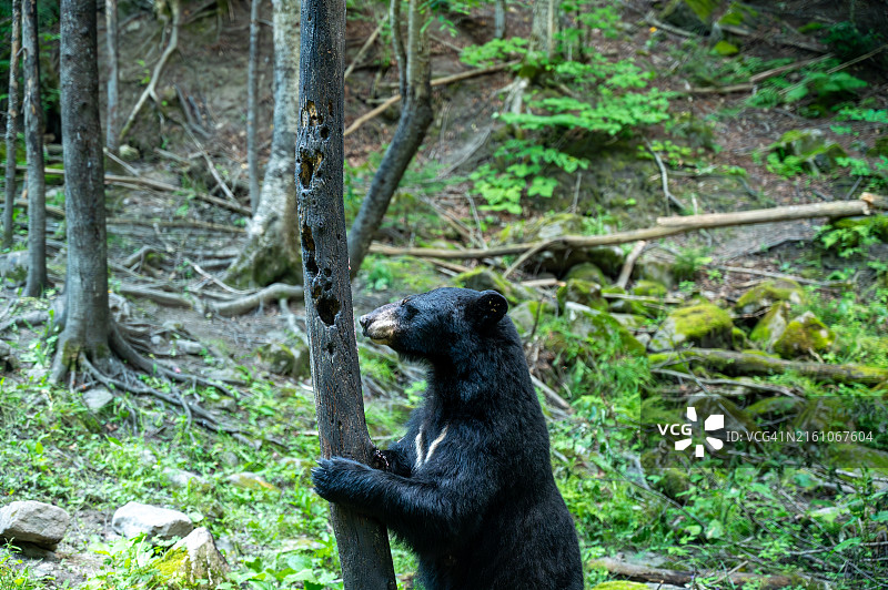 森林中的黑熊图片素材