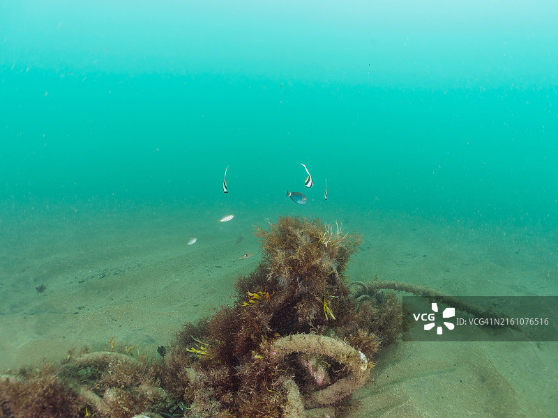 沙地绳索池中的鱼群图片素材