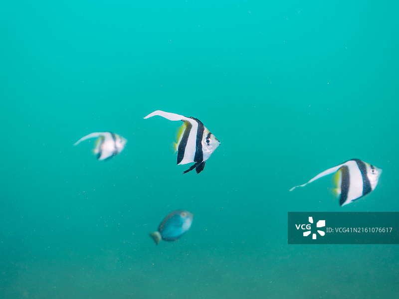 沙地绳索池中的鱼群图片素材