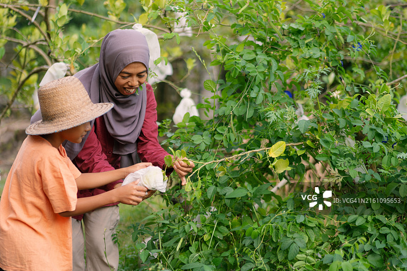 青春期前的男孩和年轻穆斯林妇女一起从树上采摘新鲜水果图片素材