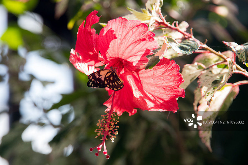 木槿花和蝴蝶图片素材