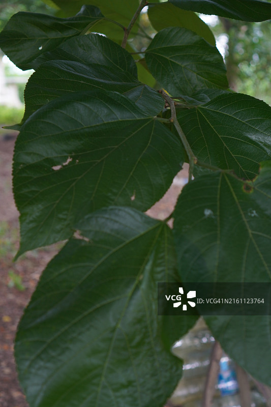 绿叶桑树图片素材