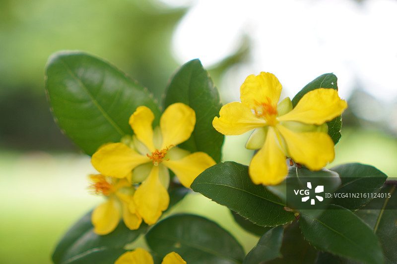 米老鼠黄色花，金莲木属植物在模糊的自然背景下盛开图片素材