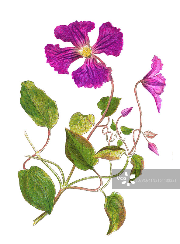 老式彩色石印植物插图：意大利铁线莲图片素材