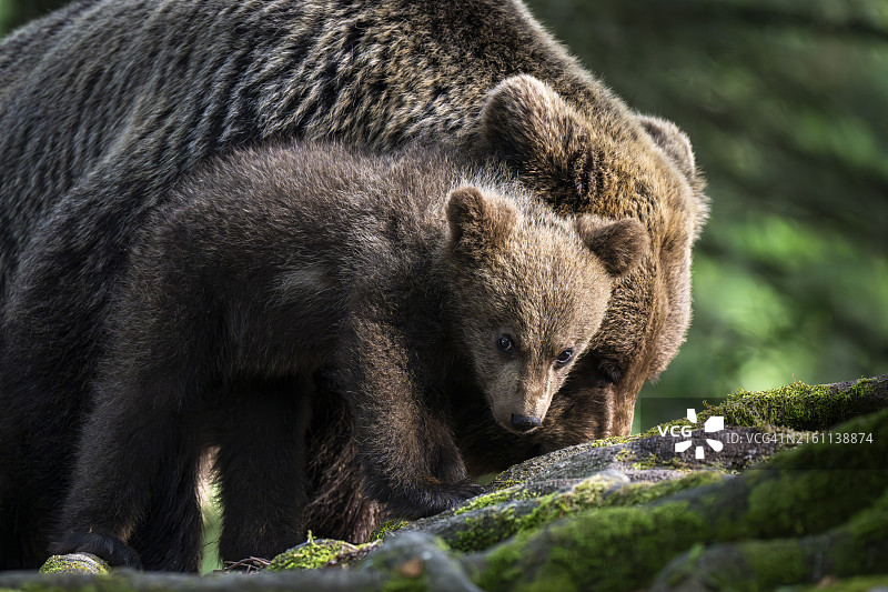 欧洲棕熊幼崽，斯洛文尼亚图片素材