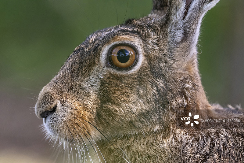 欧洲野兔在草地上观察周围环境的肖像，地点：德国巴登-符腾堡图片素材