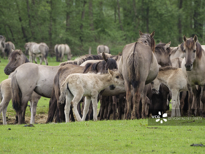 在森林附近绿色草地上站在一起的一群马，德国明斯特地区图片素材