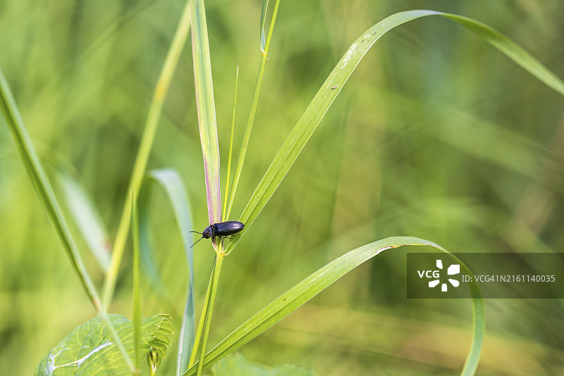 草地上草叶上的黑色甲虫图片素材