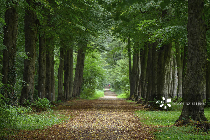 德国明斯特兰地区，高大树木林立的森林小路图片素材