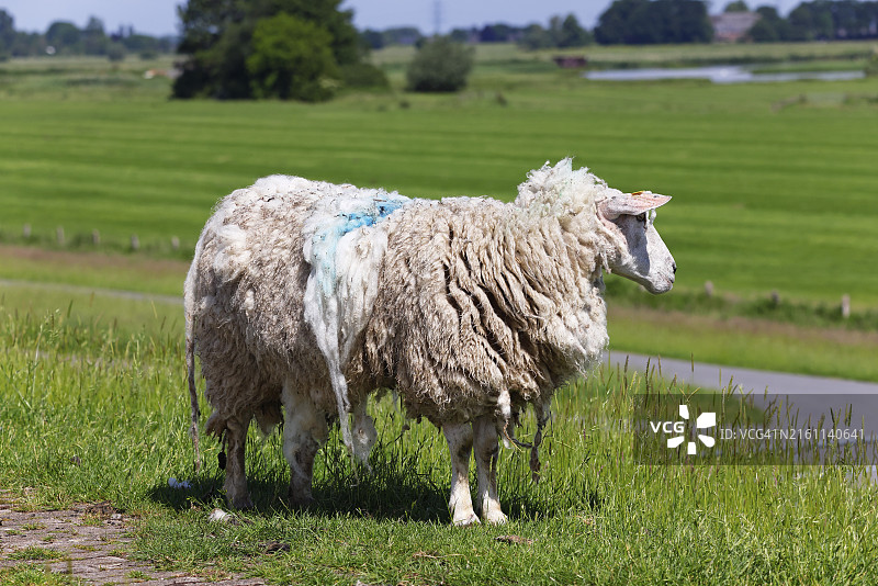 德国石勒苏益格-荷尔斯泰因州韦德尔，在剪羊毛前，堤坝上穿着厚厚羊皮的家 sheep（Ovis gmelini aries）图片素材