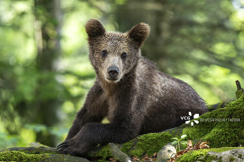 斯洛文尼亚诺特兰斯卡地区森林中的欧洲棕熊幼崽图片素材