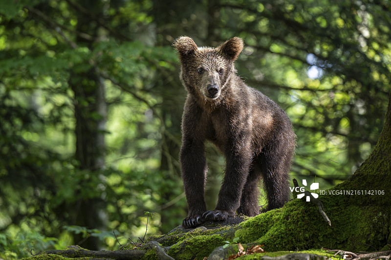 森林中的欧洲棕熊，斯洛文尼亚诺特兰斯卡地区图片素材