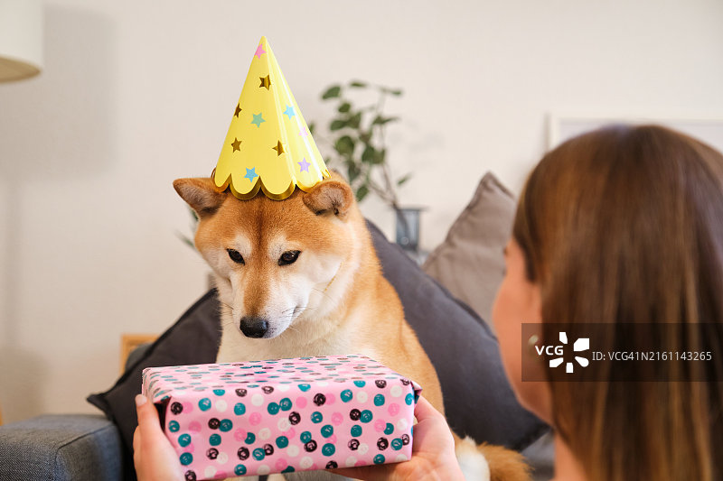 戴生日帽的柴犬从女人那里收到礼物图片素材