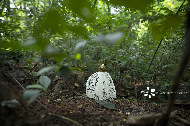 鬼笔菌图片素材