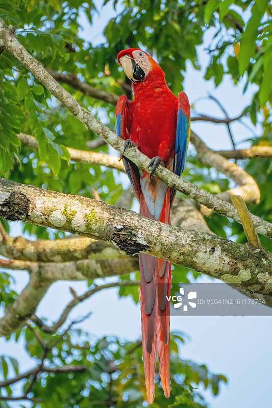 栖息在树上的猩红金刚鹦鹉图片素材
