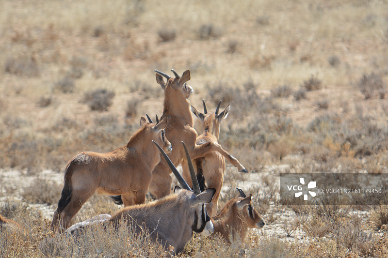 原野上的鹿图片素材