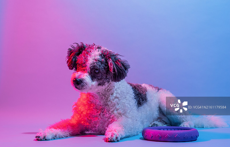 彩色灯光下可爱的混血狗肖像图片素材